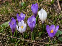 Mehrfarbige Krokusblüten Gruppe